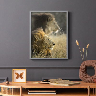 «Lions in Morning Sun», reproduction encadrée - bois massif