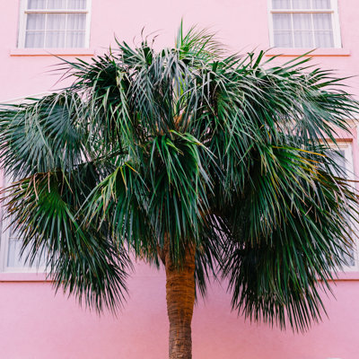 " Charleston Pink " by Bethany Young Photography