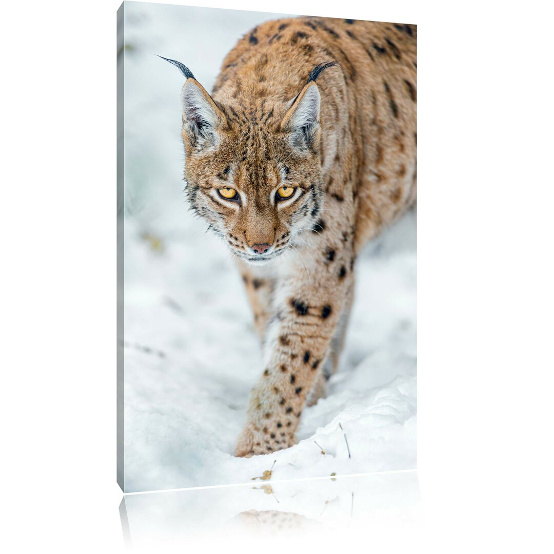 Leinwandbild Wachsamer Luchs im Schnee