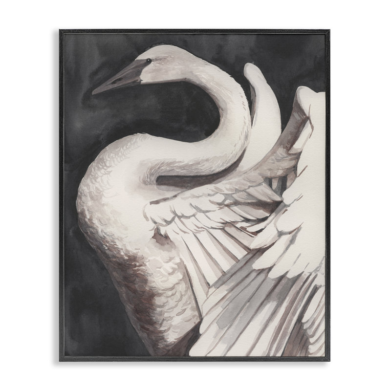  Swan Spread Wings, art de la giclée encadrée par Grace Popp, H 14 po x l 11 po, Giclée encadrée noir minuit