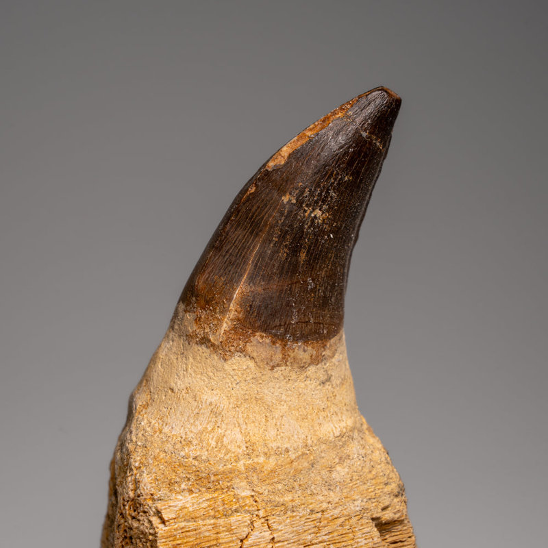 Genuine Mosasaur Tooth With Root From Morocco (163.5 Grams)