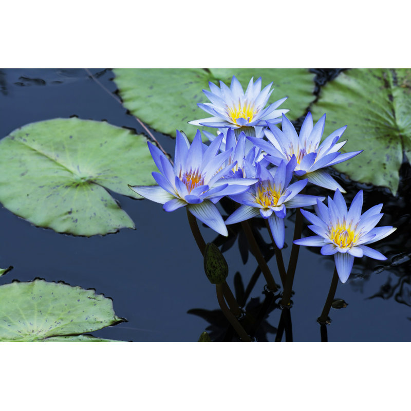 Nasear Water Lily Flowers - Photographie sur toile tendue, H 12 po x l 18 po
