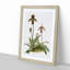 Magnolia Flowers Illustration Tab. 43 by Frederick Sander - Picture Frame Painting Print-55759468-55759467