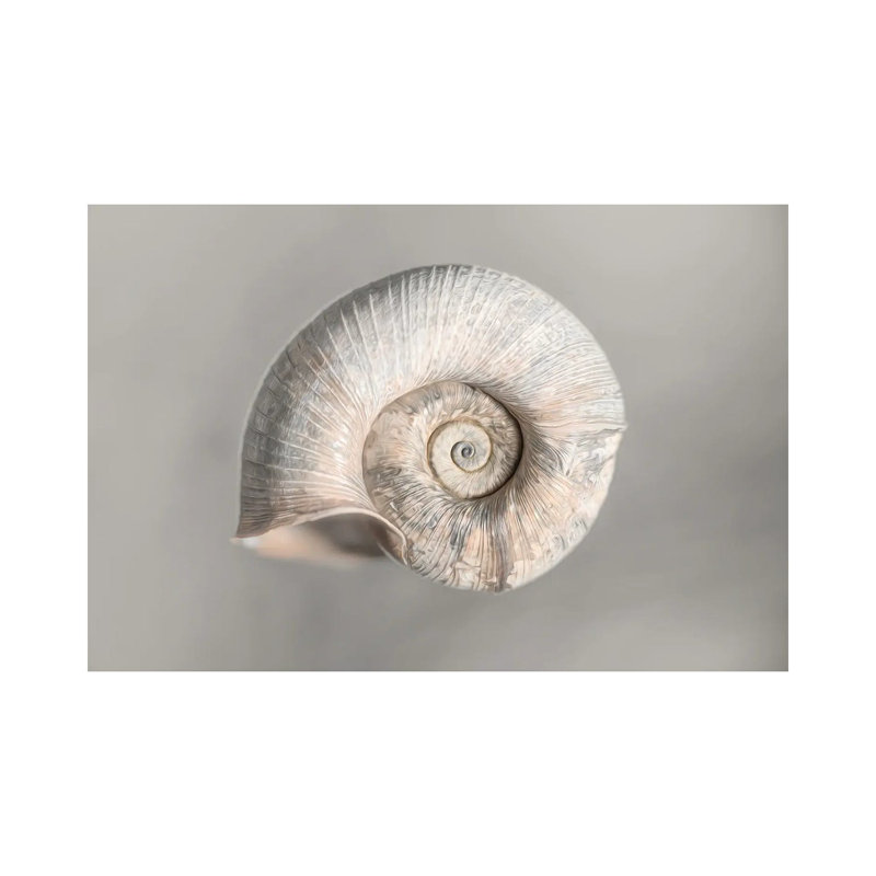 100 Years Of Shell Pearl Edition by Nik Rave - Wrapped Canvas Print, 66.04 cm H x 45.72 cm W