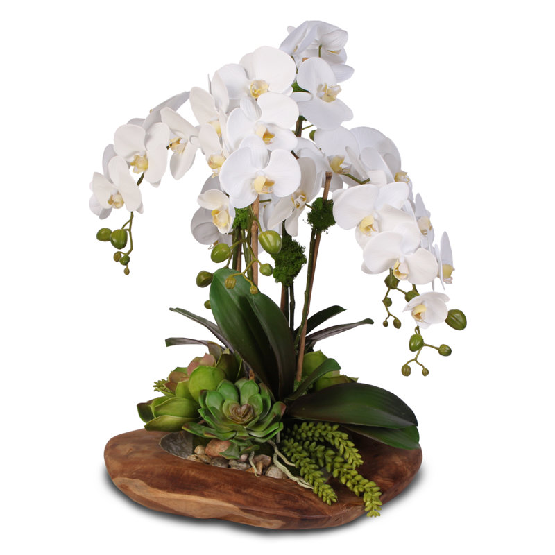 Real Touch 6-Stem Phalaenopsis Silk Orchids with Succulents Floral Arrangement