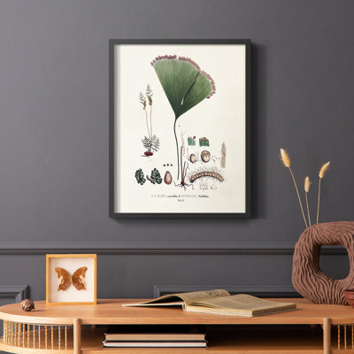 Botanical Society Ferns IX Framed Print - Solid Wood
