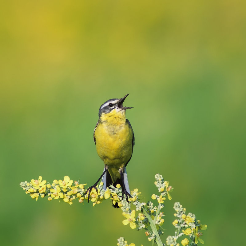 «Bright Bird» par Nataba - photographie sur toile tendue, L 20 po x H 20 po