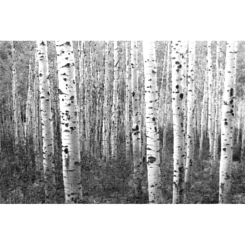 Parvez Taj - Wrapped Canvas Print, 41cm H x 61cm W
