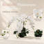 Orchidée blanche 20 po Phalaenopsis en pot rond noir