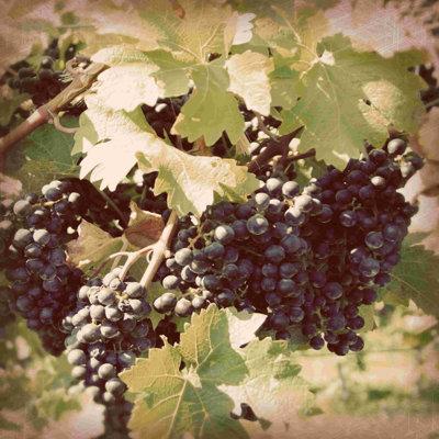 Vignes rétro II