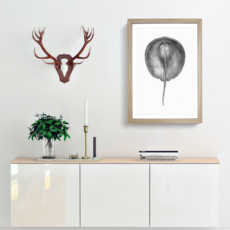 Stingray Illustration - Framed Print, Oak Framed, 36cm H x 27cm W x 2cm D