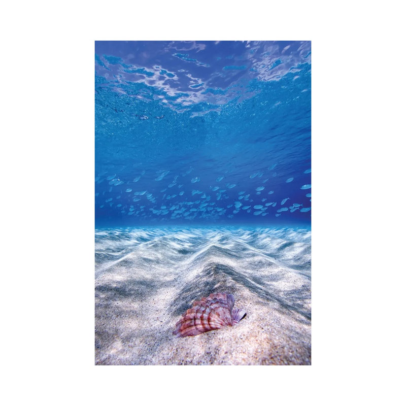 Waimea Shell by Sean Davey - Wrapped Canvas Gallery-Wrapped Canvas Giclée, 20.32 cm H x 30.48 cm W