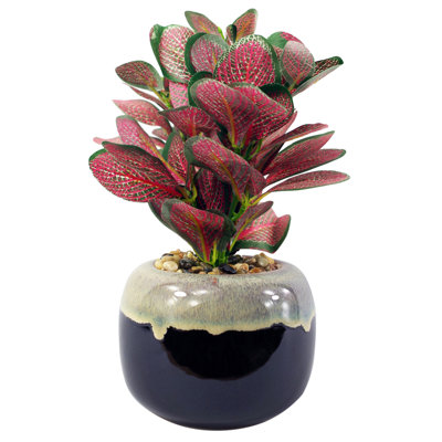 Annistin 22cm Plant