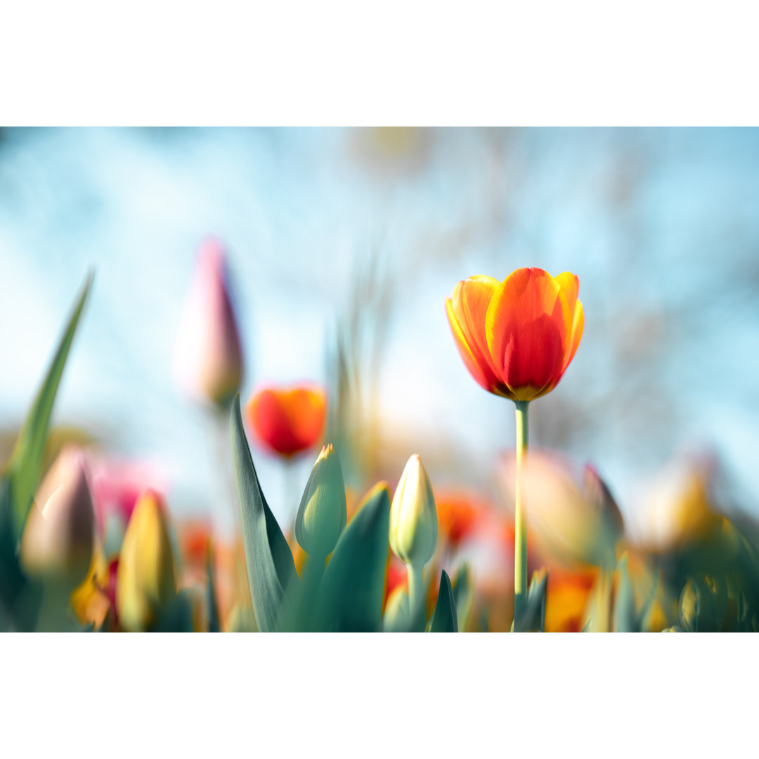 Bunte Tulpen von Borchee - Druck auf Leinwand ohne Rahmen