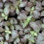 Live Pink Fittonia Nerve Plant in Classic Pot-70502061