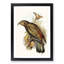 Kea Parrot by Elizabeth Gould - Picture Frame Graphic Art Print-55609788-55609787