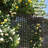 Metal Privacy Screen