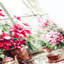 Morning in Rosy Tones Counted Cross Stitch Kit by Magic Needle 70-34