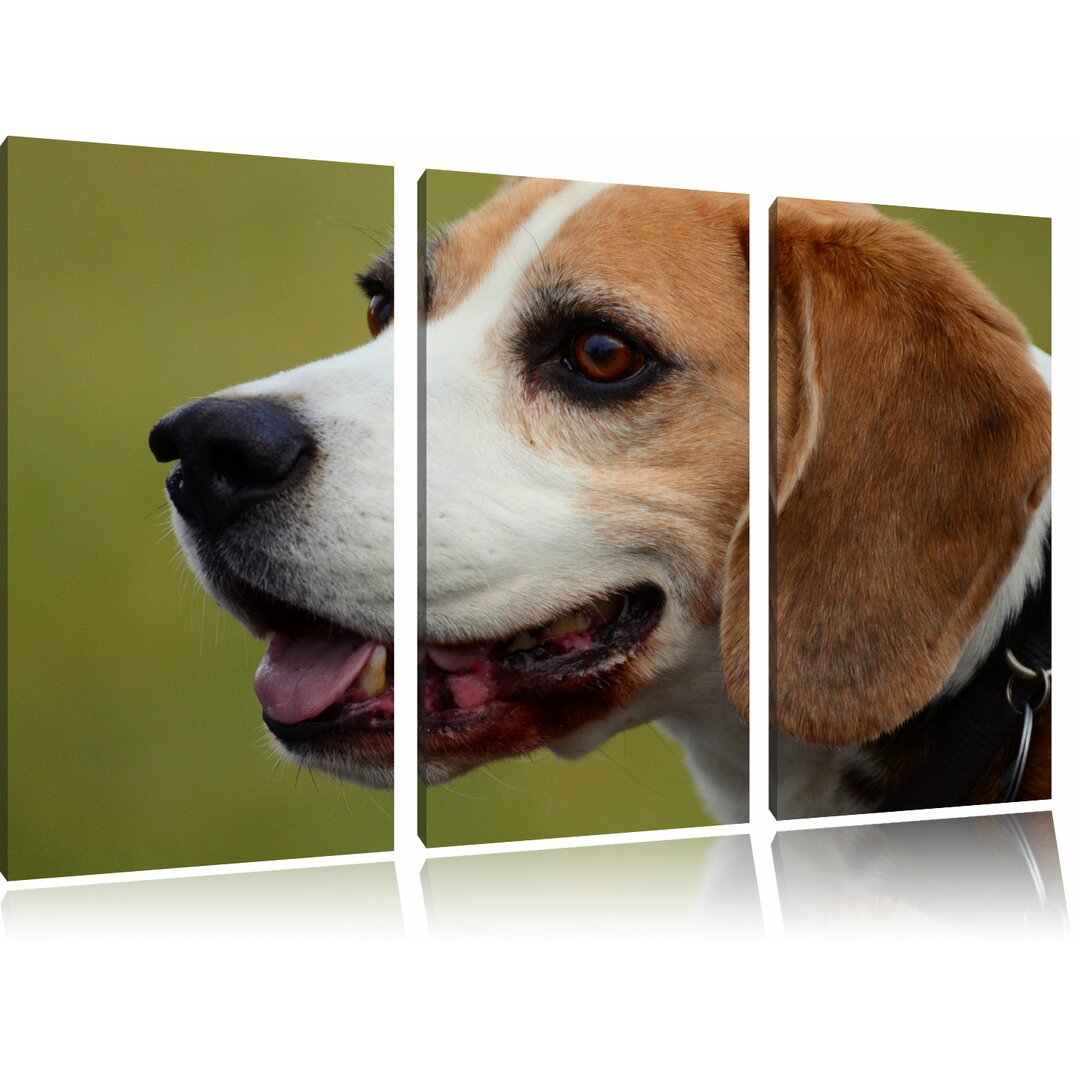 3-tlg. Leinwandbilder-Set „Schöner Beagle im Seitenprofil“, Fotodruck