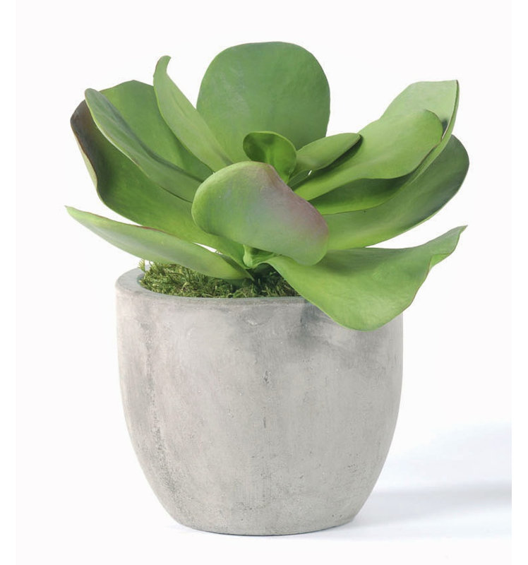 Plante succulent en pot de béton