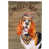 Basset hound 1