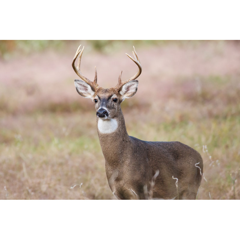 Whitetail Buck Deer by Erniedecker - Wrapped Canvas Print, 61cm H x 91cm W x 3.8cm D