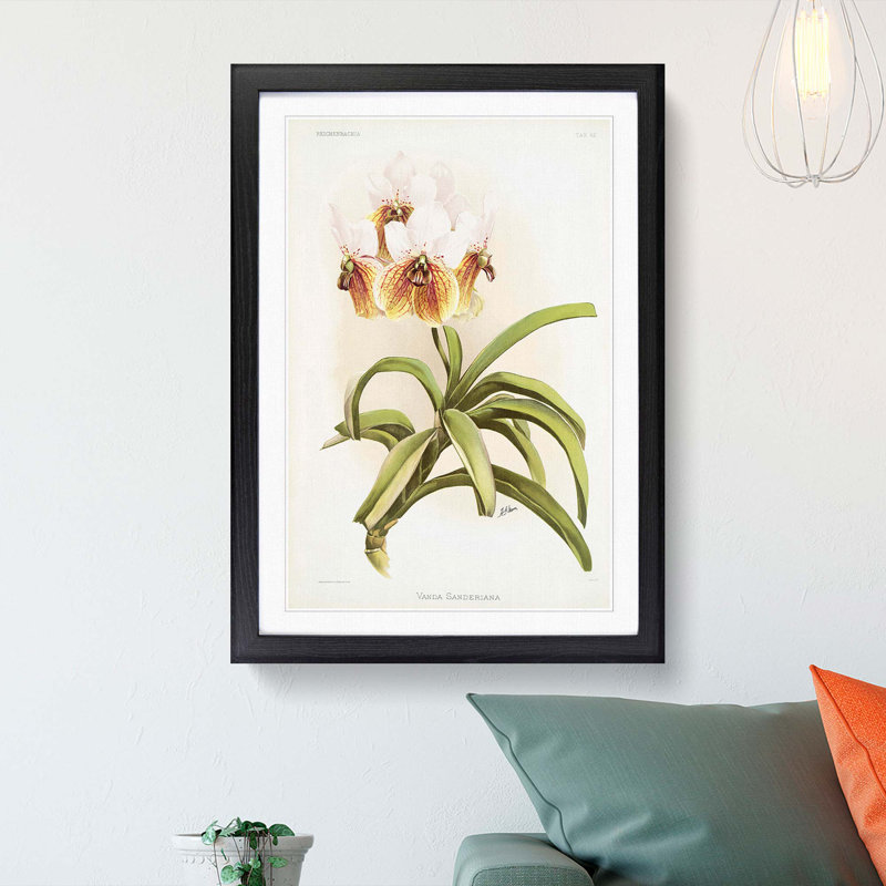 Magnolia Flowers Illustration Tab.62 by Frederick Sander - Picture Frame Art Print, Black, 91cm H x 60cm W x 2cm D