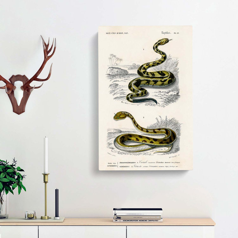 Viper & Rattlesnake by Charles D'Orbigny - Wrapped Canvas, 76cm H x 50cm W x 3cm D