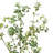 72" Artificial Pieris Tree In Nursery Pot