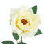 Jets de roses