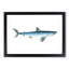 Porbeagle Shark by Edward Donovan - Picture Frame Painting Print-55601536-55601535