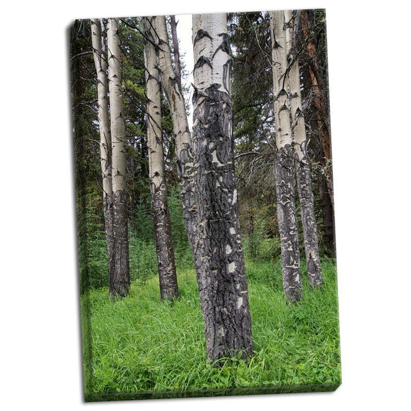 « bouleau stand », reproduction de photo sur toile tendue
