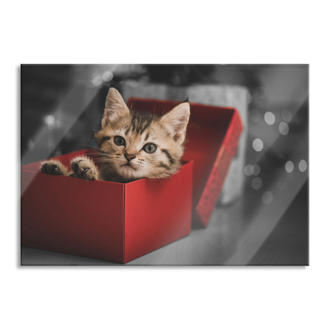 Glasbild Cute Kitten in a Box