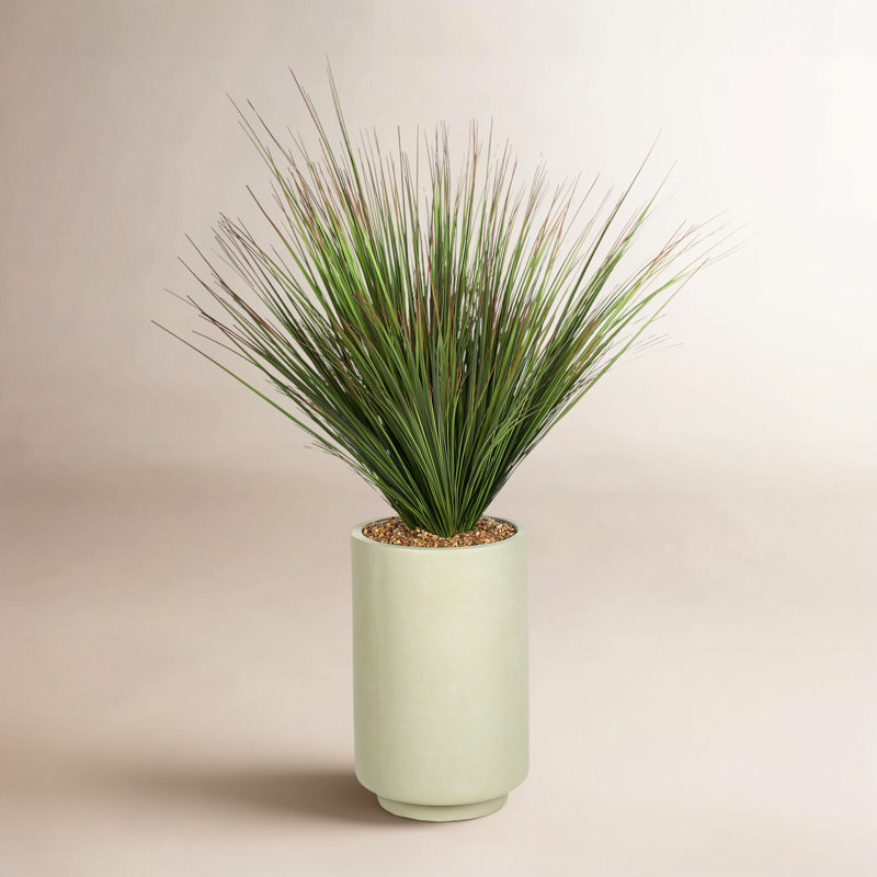 4.5' Onion Grass in Rainey Planter