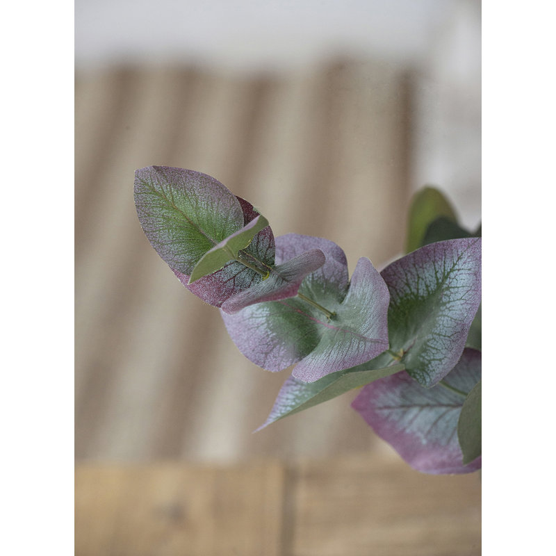 Eucalyptus - ensemble de 12 - vert