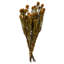 All Natural Tortum Bundle, Prese 12" Tortum Bundle, Preserved-534270905