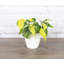 Live Brazil Philodendron Plant in Classic Pot-49662241