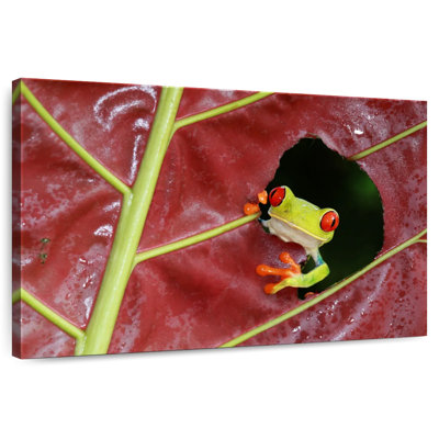 Brampt Wild Red Eyed Tree Frog