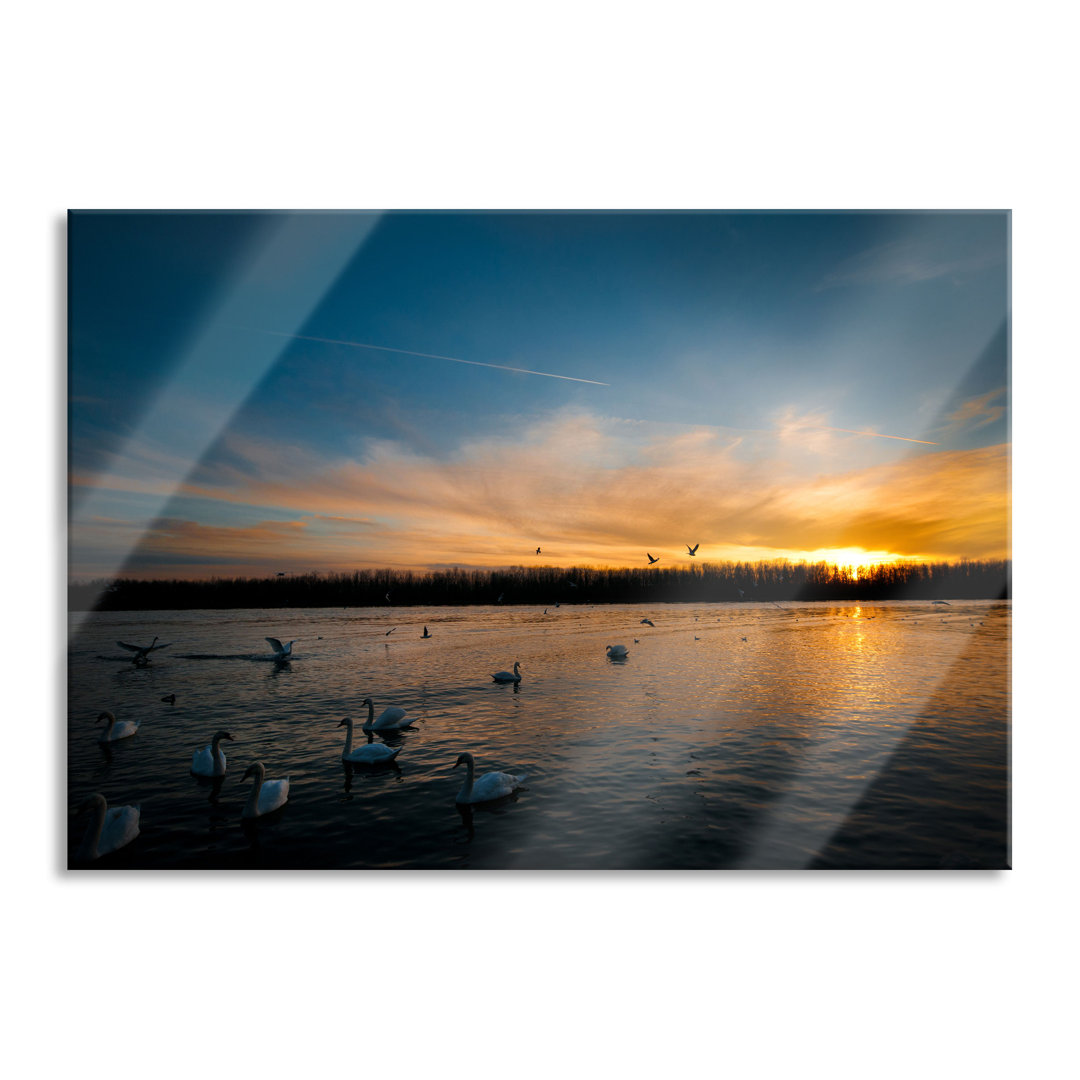 Ungerahmtes Foto auf Glas "Swans at Sunset"