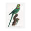 "Ologiste Perroquet VII "sur toile-98233443