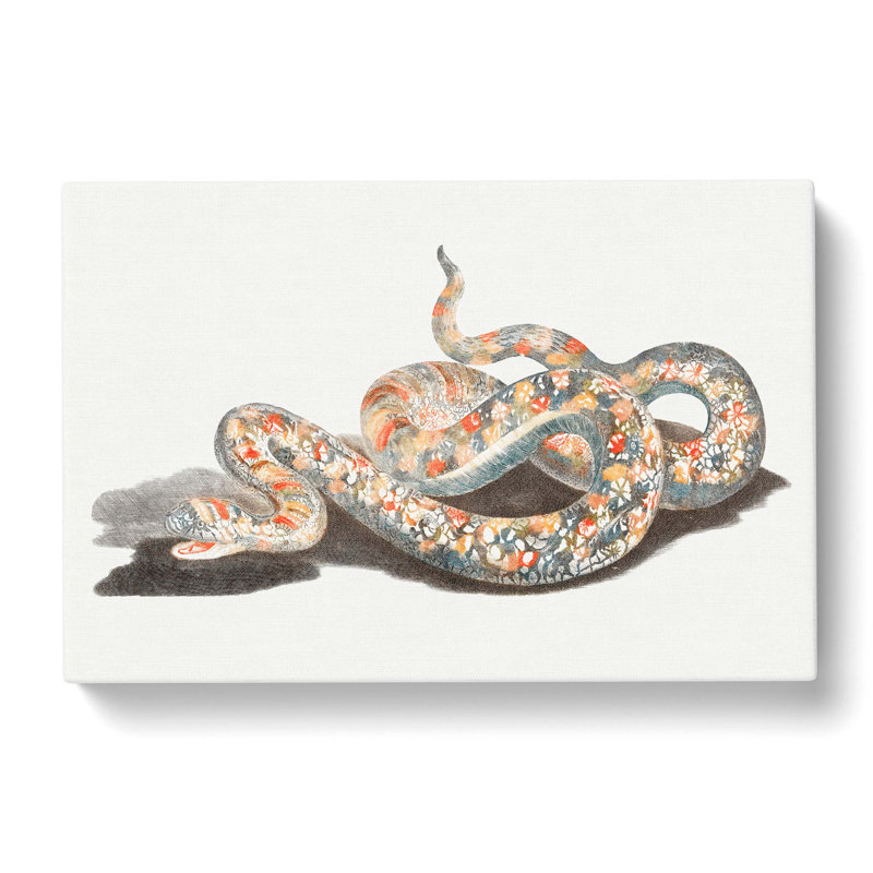 A Snake by Johan Teyler - Wrapped Canvas Painting, 35cm H x 50cm W x 3cm D