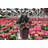 Live Burgundy Rubber Plant-49662164