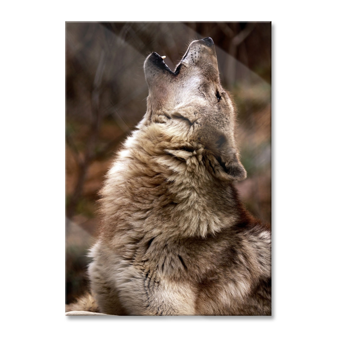 Glasbild Wolf Heulen