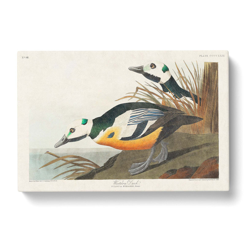 Western Ducks by John Audubon - Wrapped Canvas, 40cm H x 60cm W x 3cm D