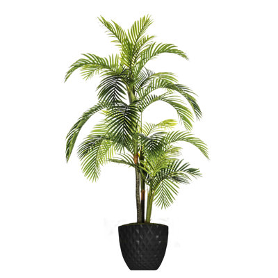 Palmier de Panama Panama en pot