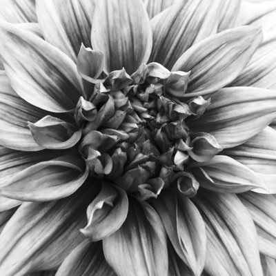 Dahlia noir et blanc par Andipantz