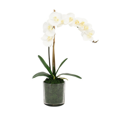 Arrangement d'orchidées phalaenopsis dans un vase