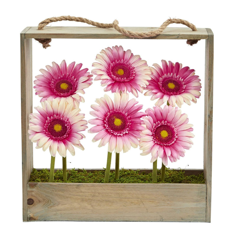 Marguerite dans un panier Gerber August Grove®, Rose / blanc