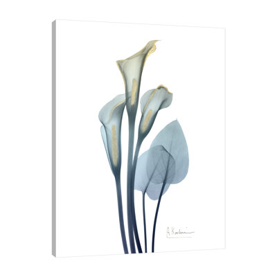 " Gold Splash Calla Lily 2 "