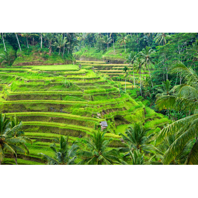 " Indonesian Rice Terrace Field Surrounded By Palm Trees " by Masterlu